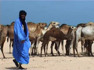 Hassane et les dromadaires