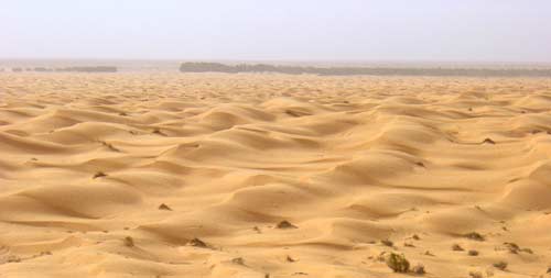 Superbe vue de la palmeraie de Ksar Ghilane